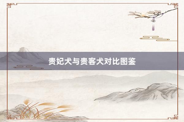 贵妃犬与贵客犬对比图鉴